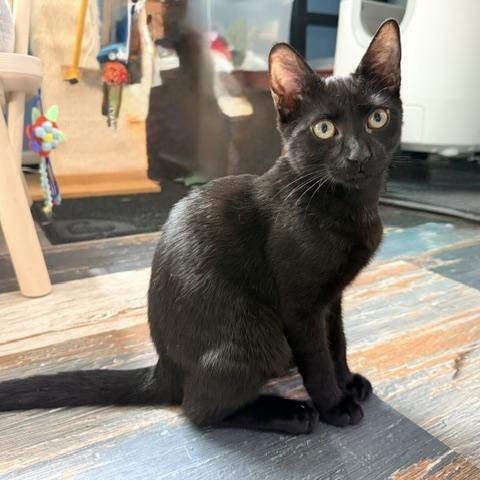 Enlarge Freddy, a ADOPTABLE Domestic Short Hair in Beaufort, SC image 2/6