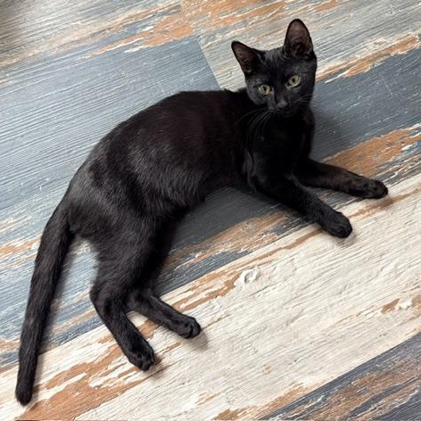 Enlarge Freddy, a ADOPTABLE Domestic Short Hair in Beaufort, SC image 4/6