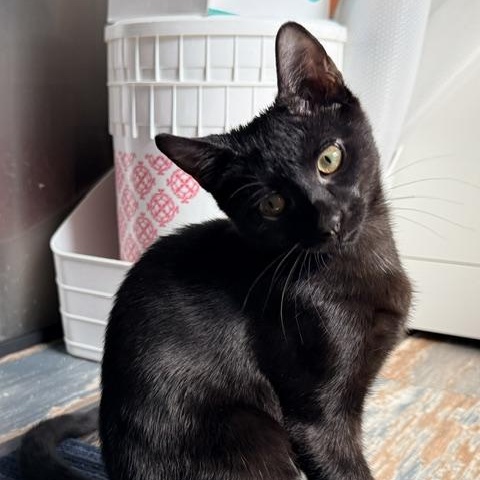 Enlarge Freddy, a ADOPTABLE Domestic Short Hair in Beaufort, SC image 3/6