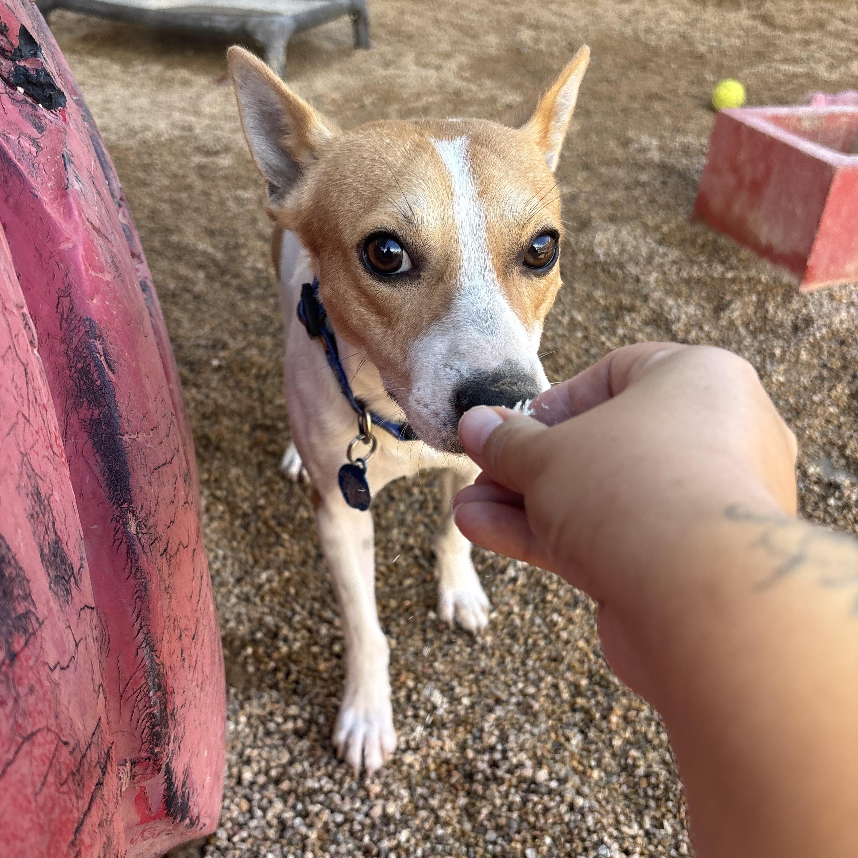 Cheese, Adoptable, Young Male Australian Cattle Dog / Blue Heeler.