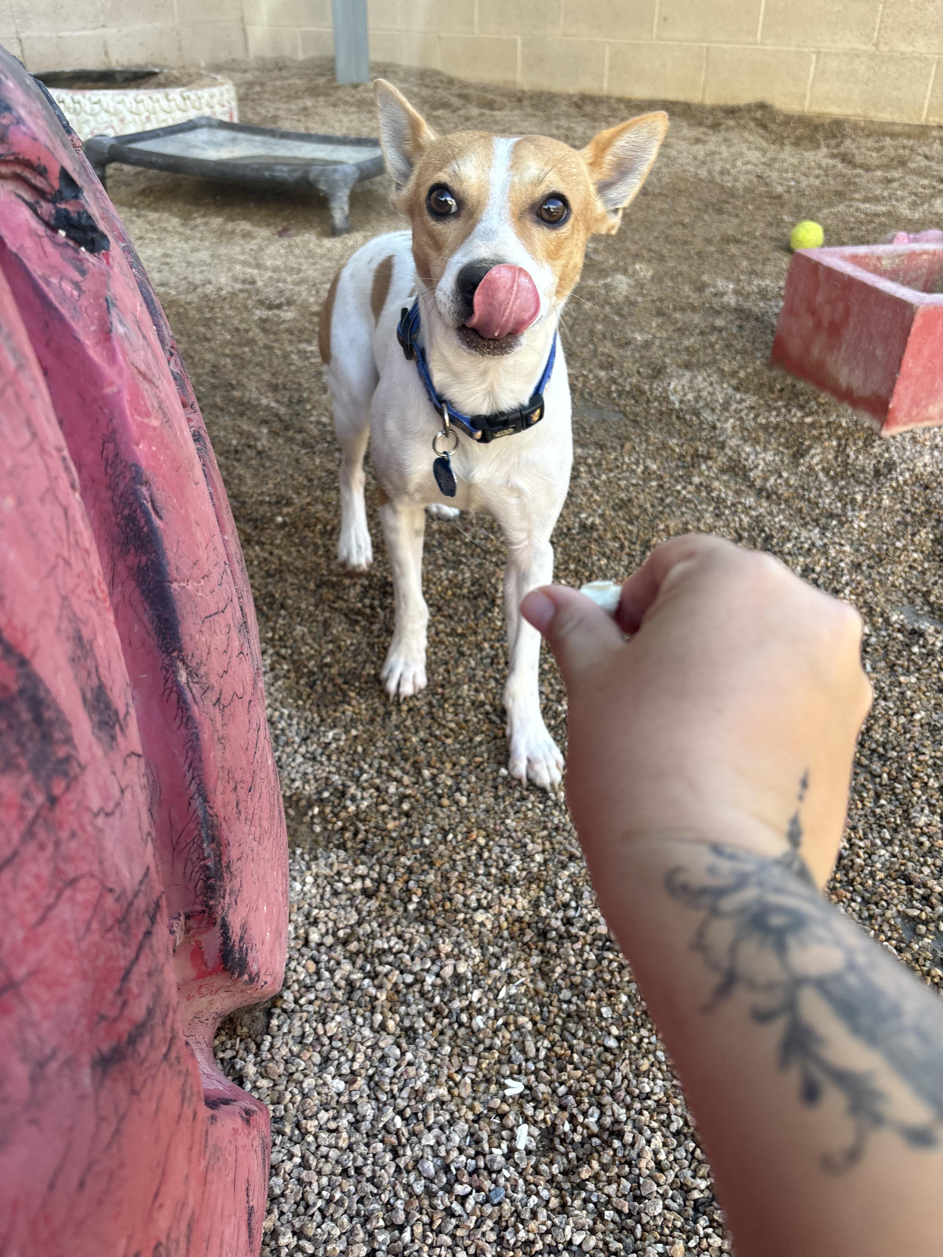 Enlarge Cheese, a Adoptable mixed breed in Phoenix, AZ image 3/3
