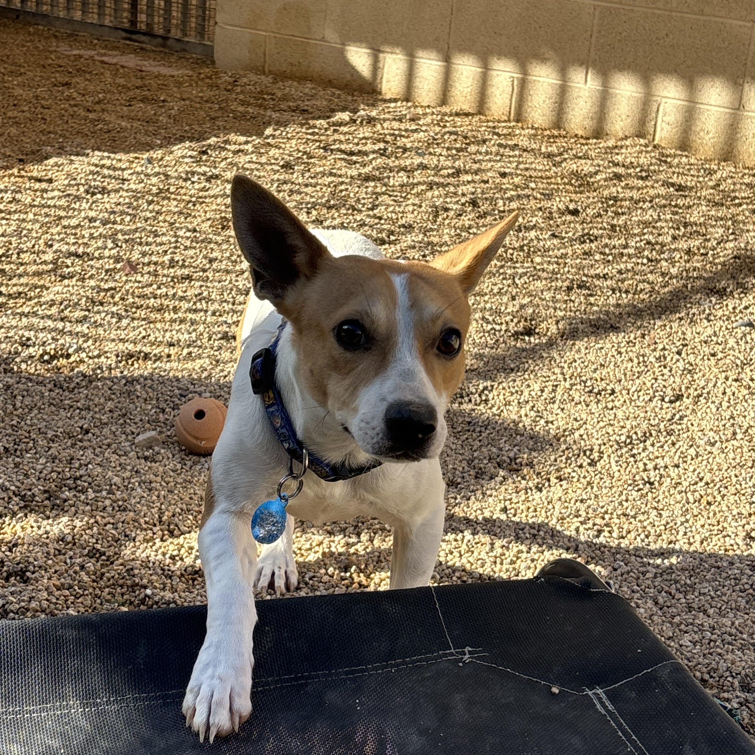 Enlarge Cheese, a Adoptable mixed breed in Phoenix, AZ image 2/3