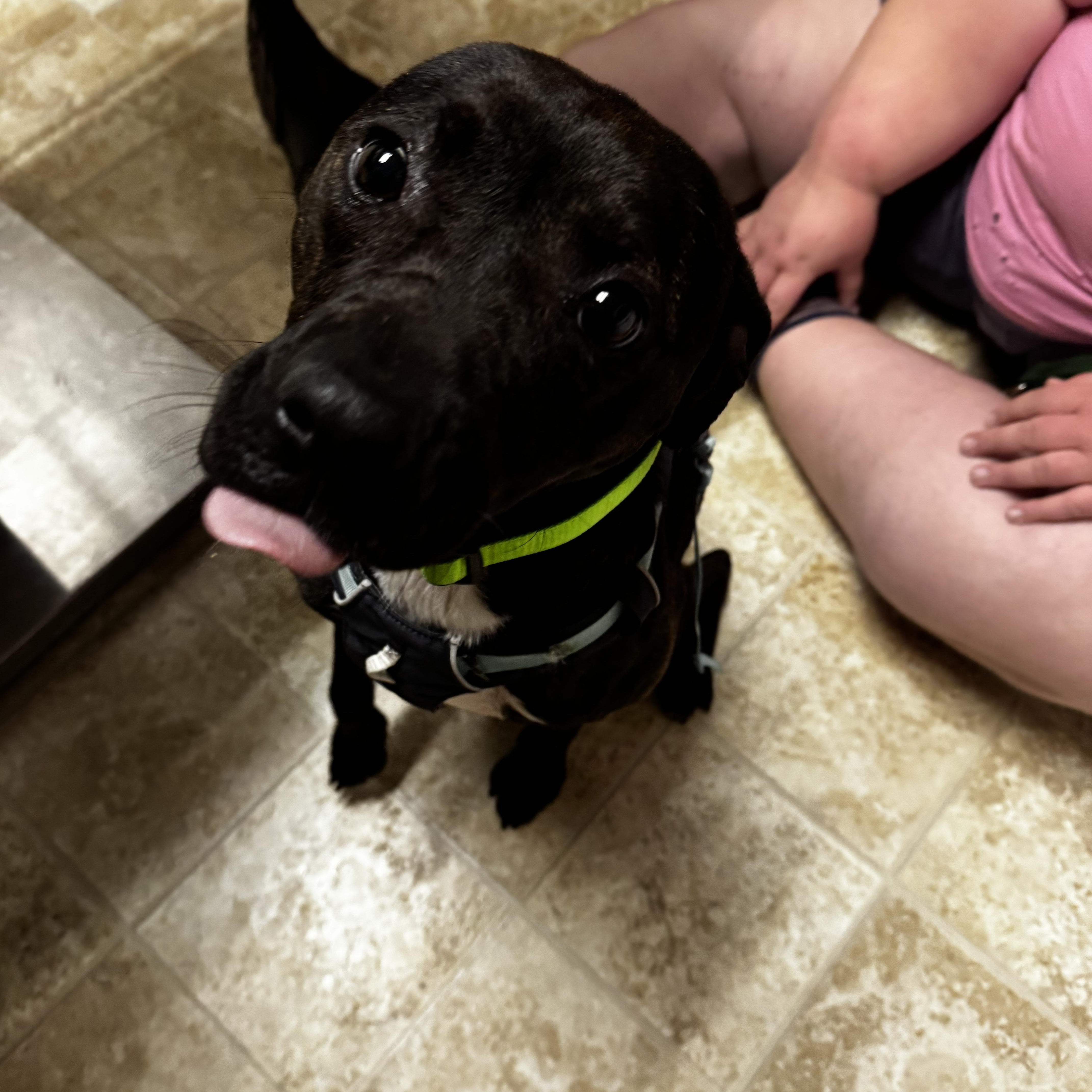 Charlotte, ADOPTABLE, Adult Female Terrier.