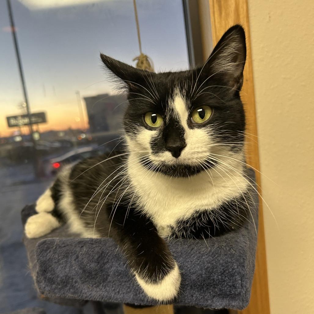 Enlarge Mama Pearl--In Foster, a Adoptable Domestic Short Hair in Fargo, ND image 1/3