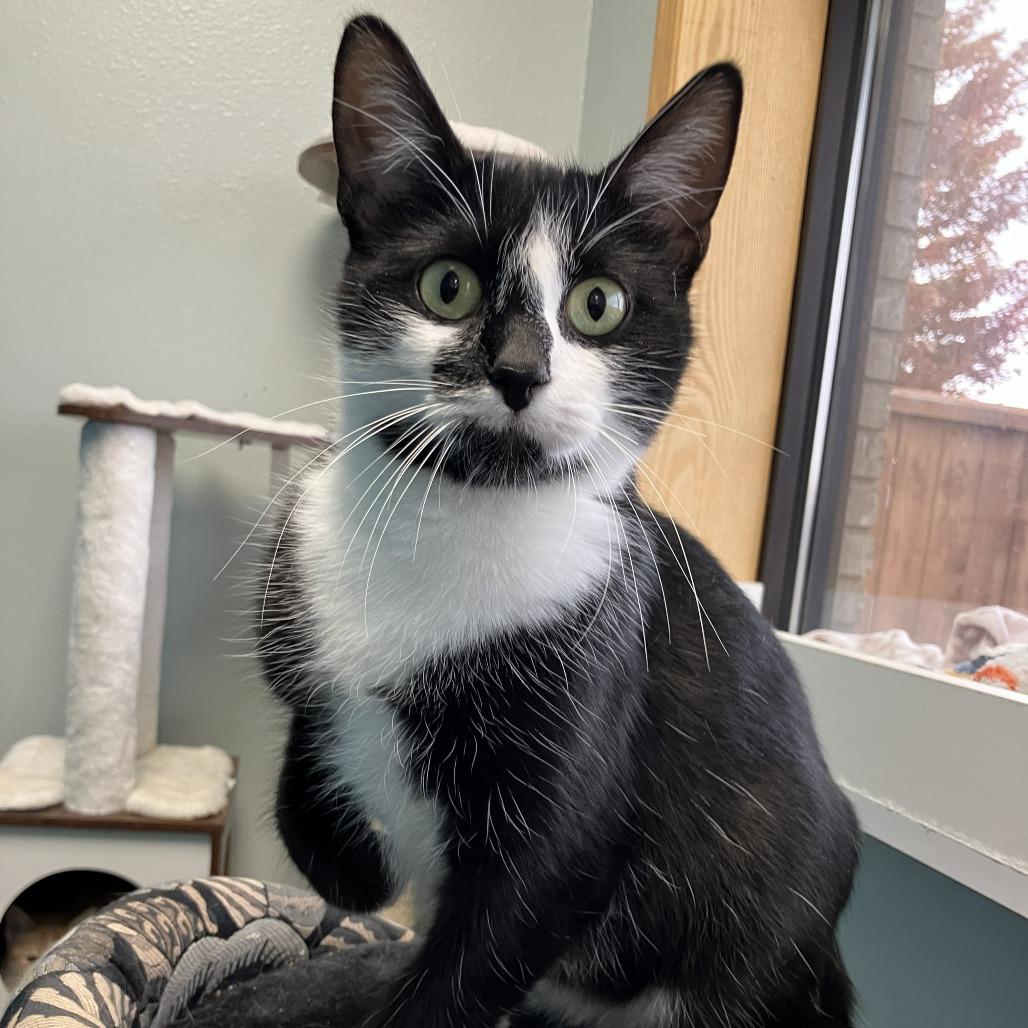 Enlarge Mama Pearl--In Foster, a Adoptable Domestic Short Hair in Fargo, ND image 2/3