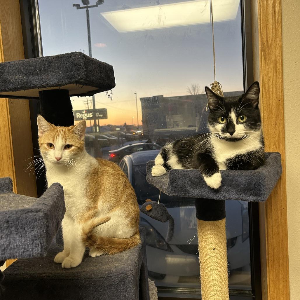 Enlarge Mama Pearl--In Foster, a Adoptable Domestic Short Hair in Fargo, ND image 3/3