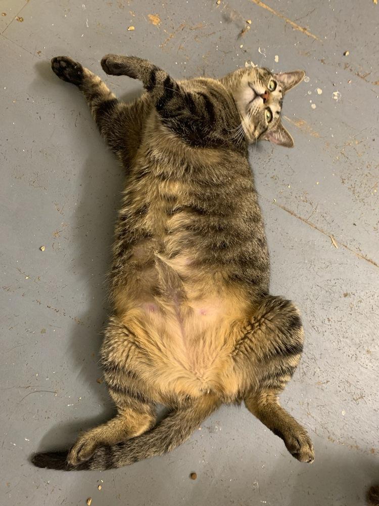 Enlarge Maxi, a Adoptable mixed breed in Dallas, TX image 1/6