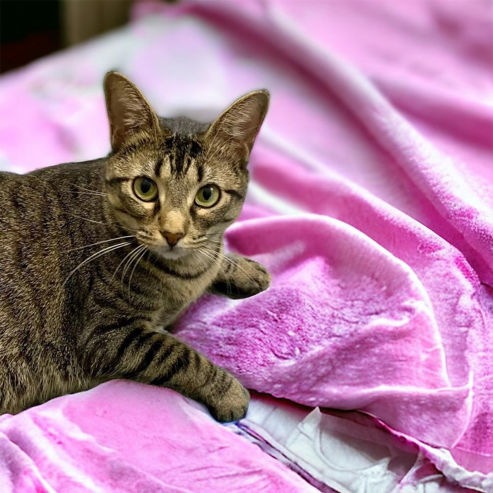 Enlarge Maxi, a Adoptable mixed breed in Dallas, TX image 3/6