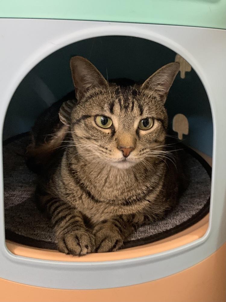 Maxi — thumbnail 4