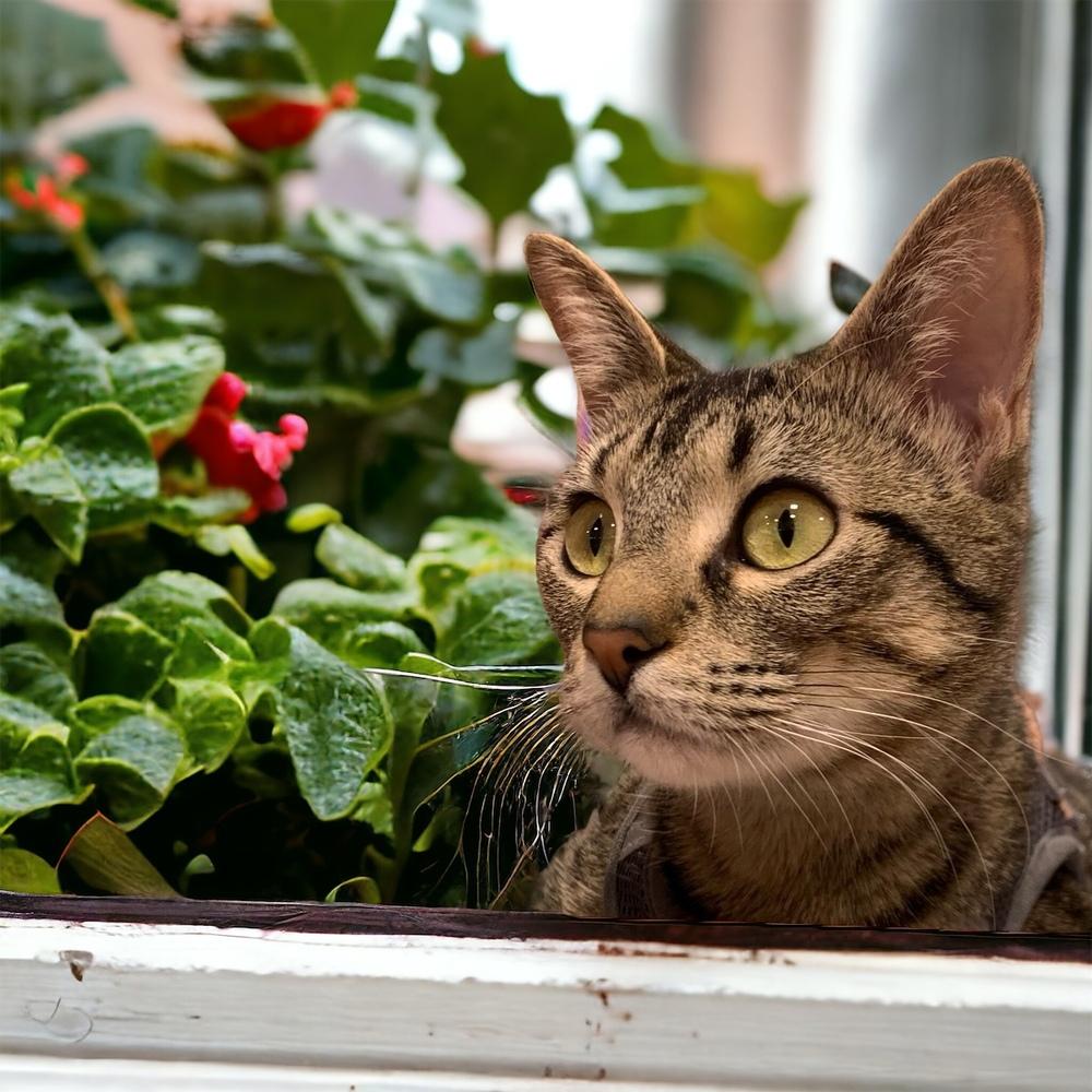 Maxi — thumbnail 5