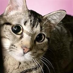 Maxi — thumbnail 6