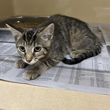 Sylvie, adopted, Young Female Domestic Short Hair.
