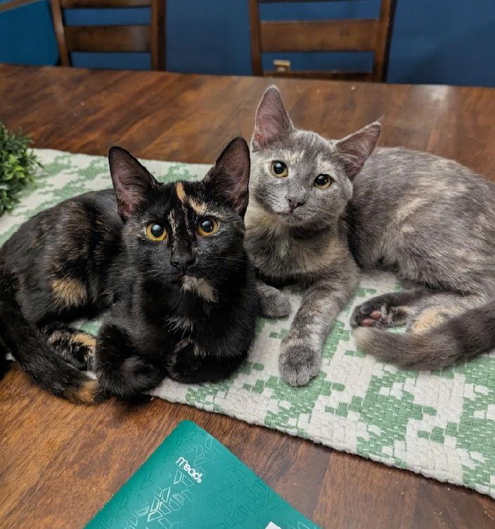 Cloudy, a Adoptable Domestic Short Hair in West Des Moines, IA image 1/3