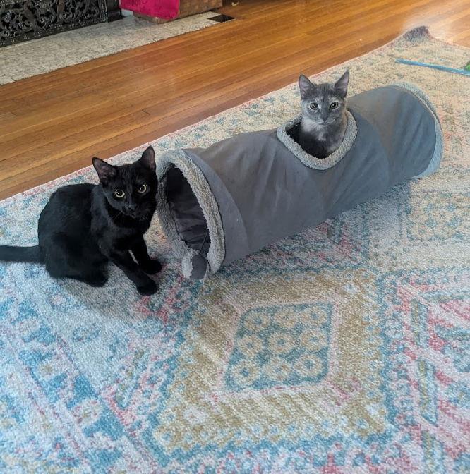 Cloudy, a Adoptable Domestic Short Hair in West Des Moines, IA image 2/3