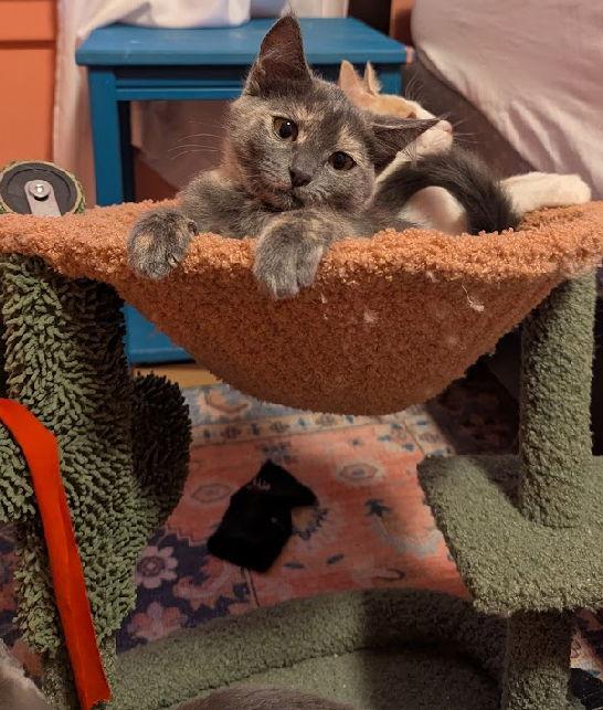 Cloudy, Adoptable, Kitten Female Domestic Short Hair.