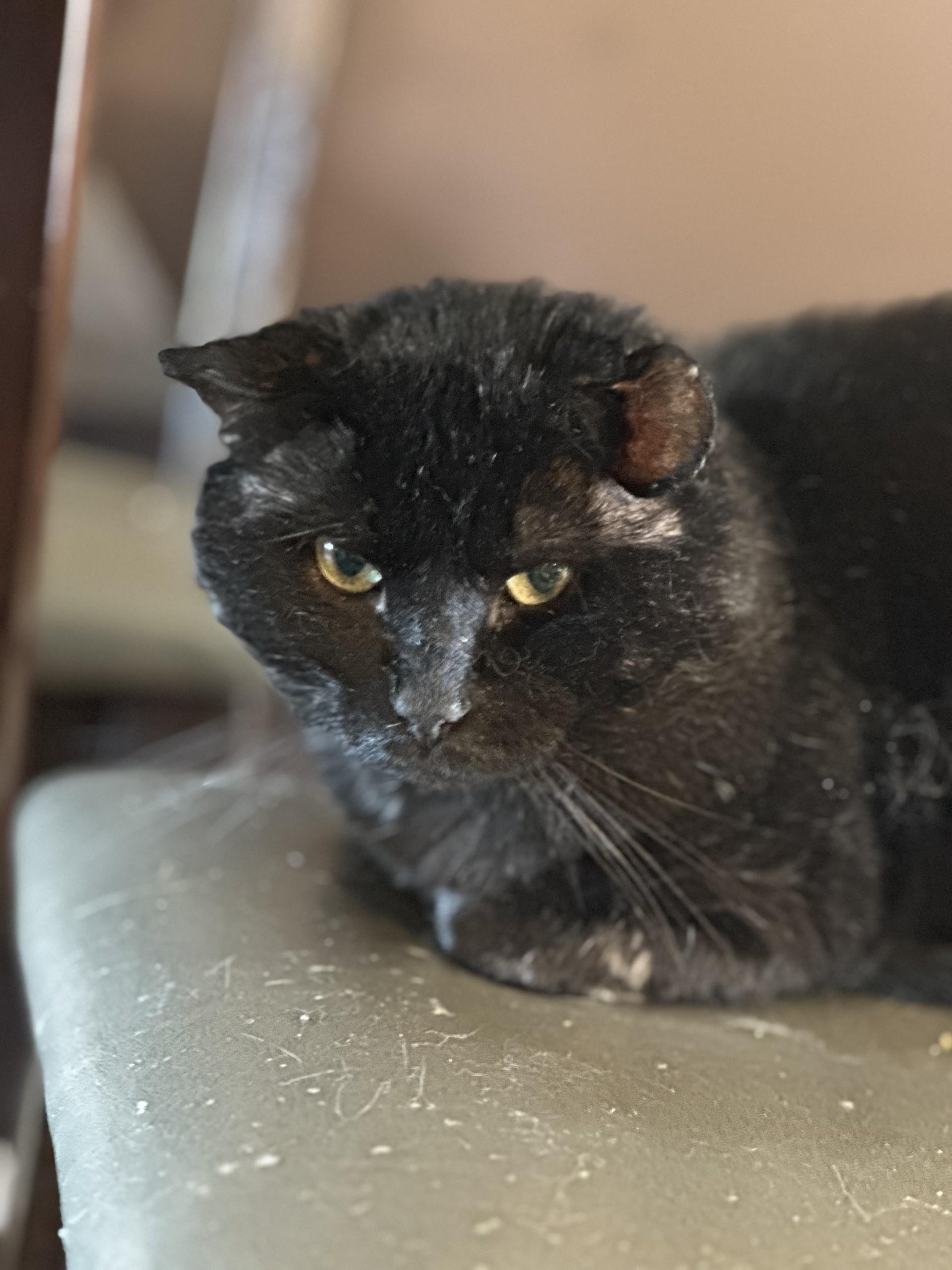 Enlarge Simba, a Adoptable Domestic Short Hair in Coalhurst, AB image 1/1
