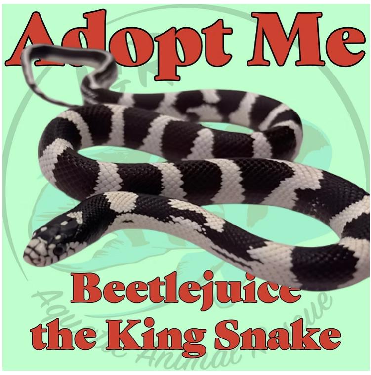 Enlarge Beetlejuice the Kingsnake, a Adopted King / Milk in Neenah, WI image 1/1