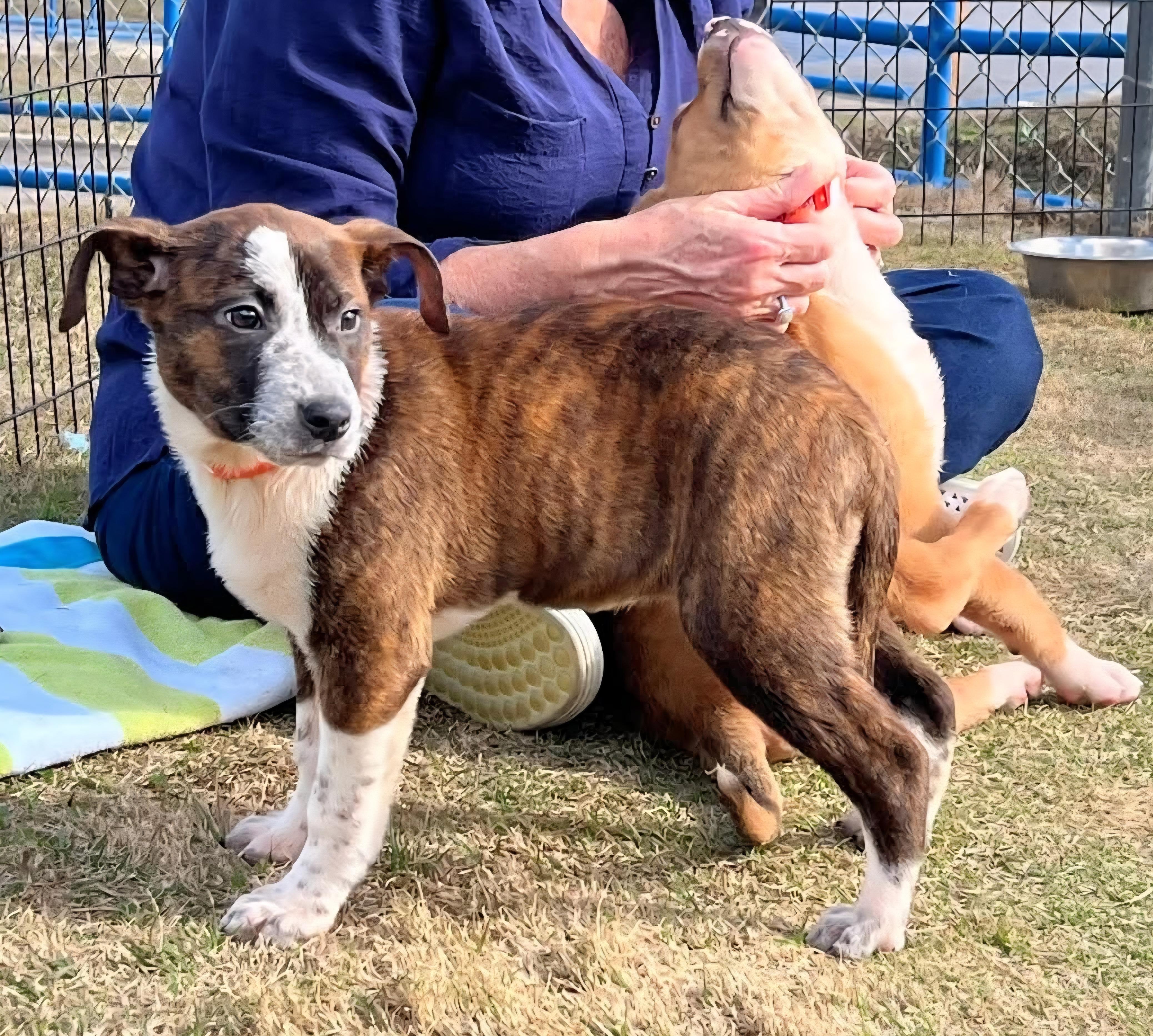 Enlarge Iron Daisy, a ADOPTABLE mixed breed in Oviedo, FL image 1/3