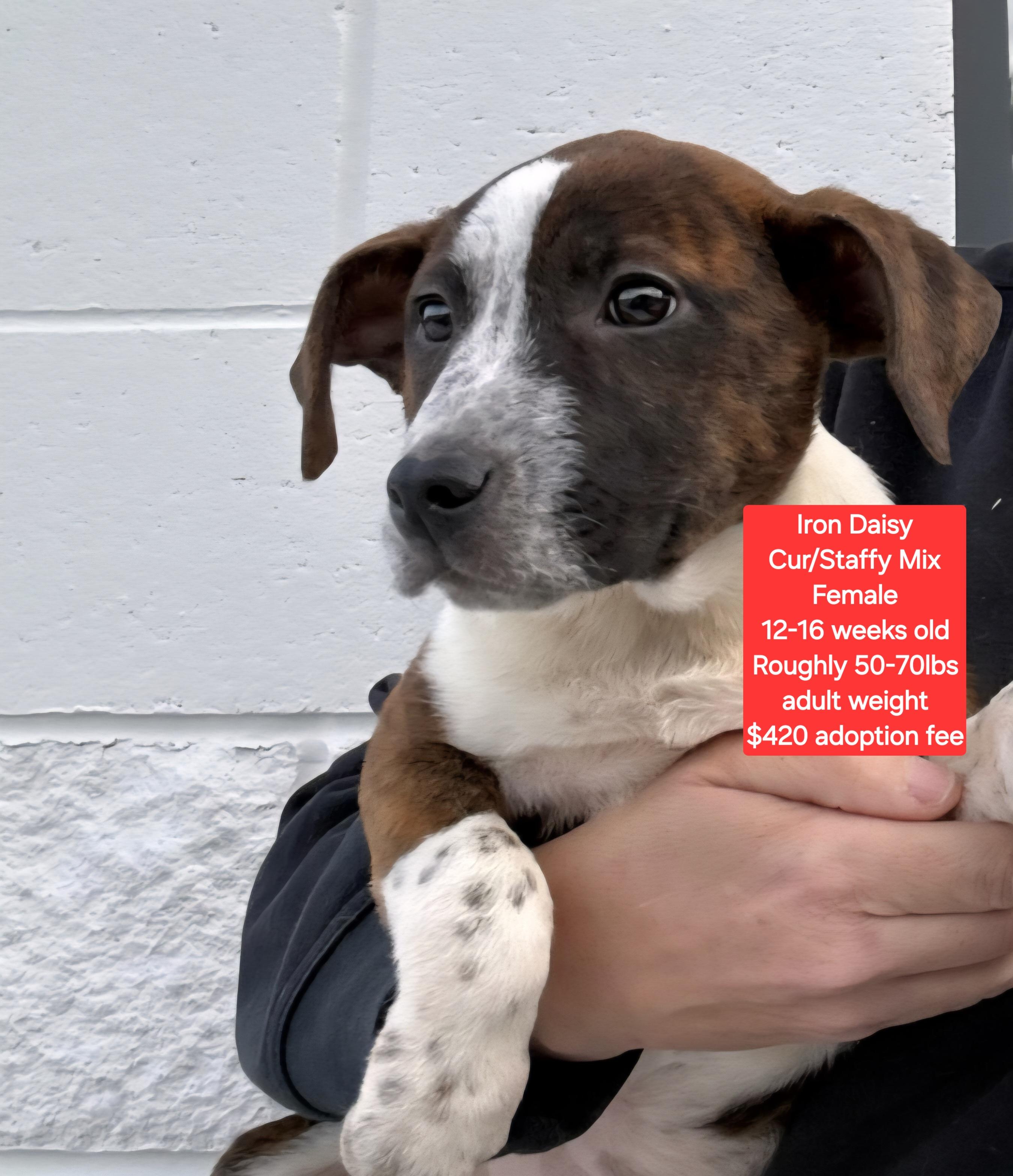 Enlarge Iron Daisy, a ADOPTABLE mixed breed in Oviedo, FL image 2/3