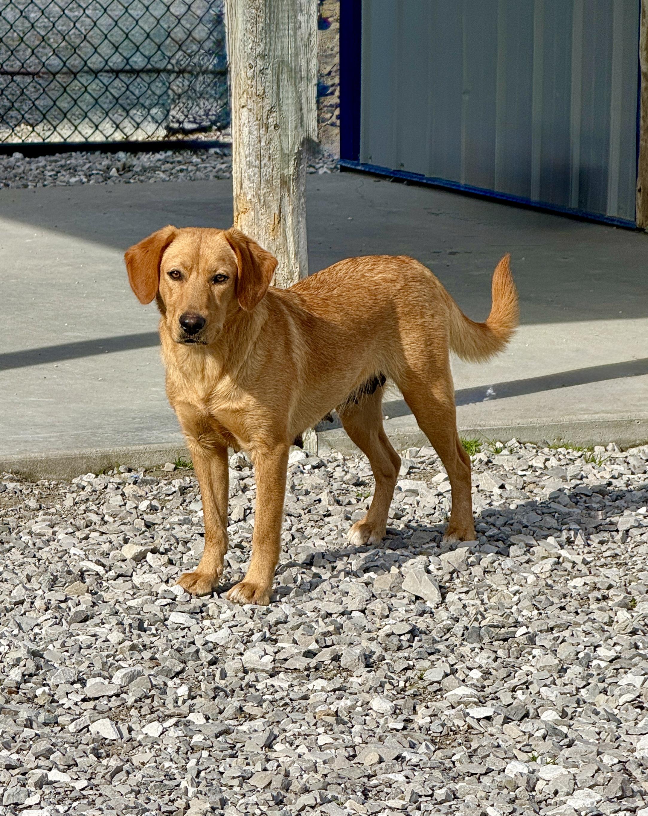Enlarge Rufus, a Adoptable mixed breed in Stormville, NY image 4/4