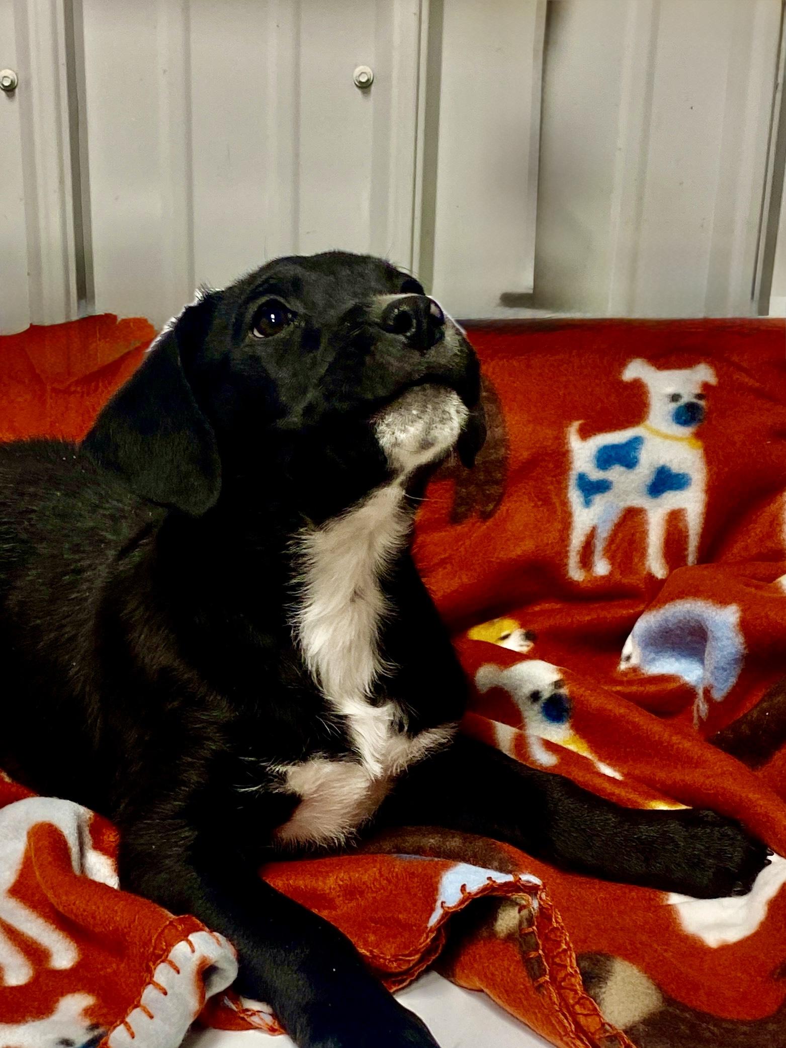 Enlarge Rufus, a Adoptable mixed breed in Stormville, NY image 2/4