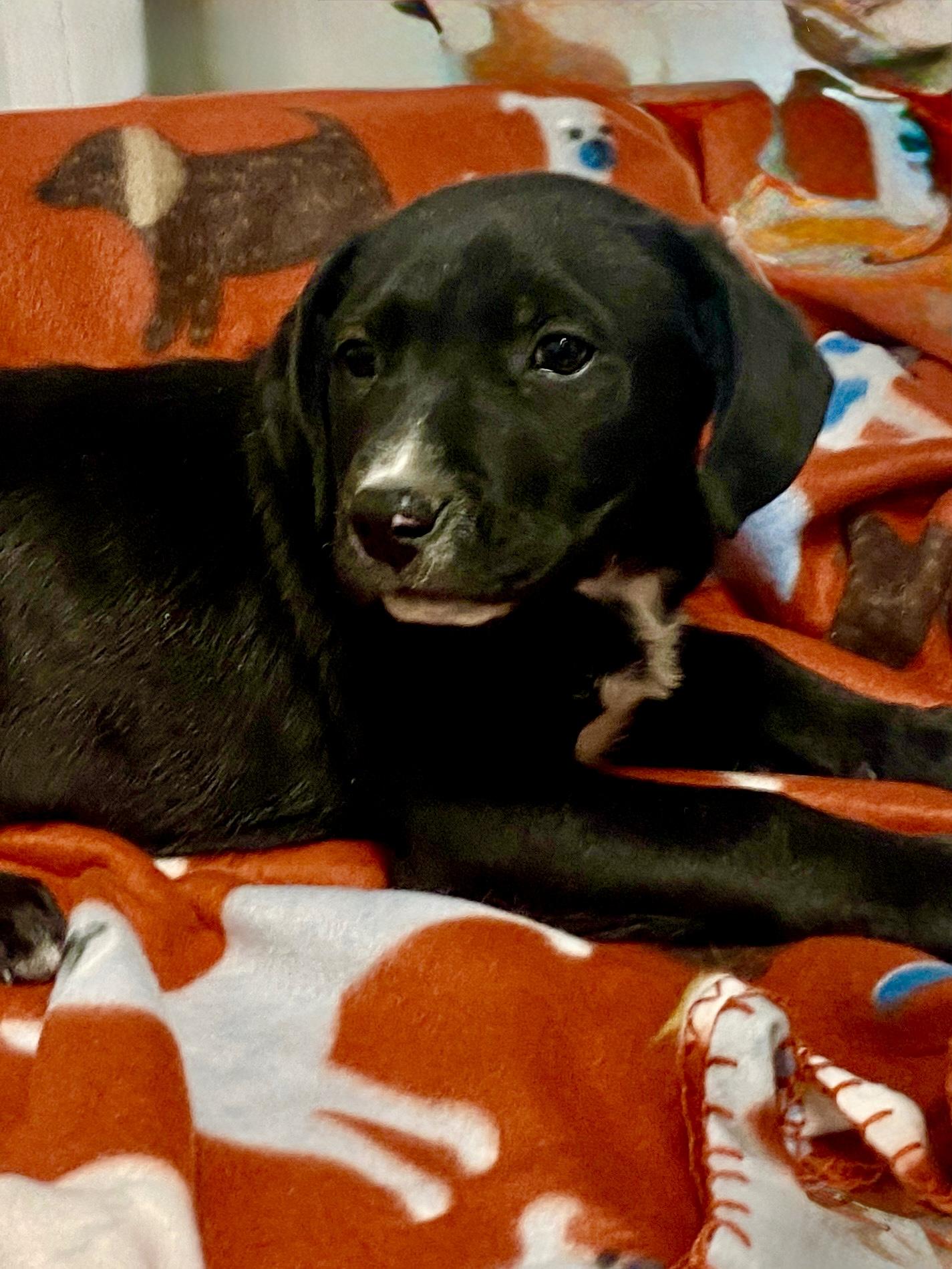 Enlarge Rufus, a Adoptable mixed breed in Stormville, NY image 3/4