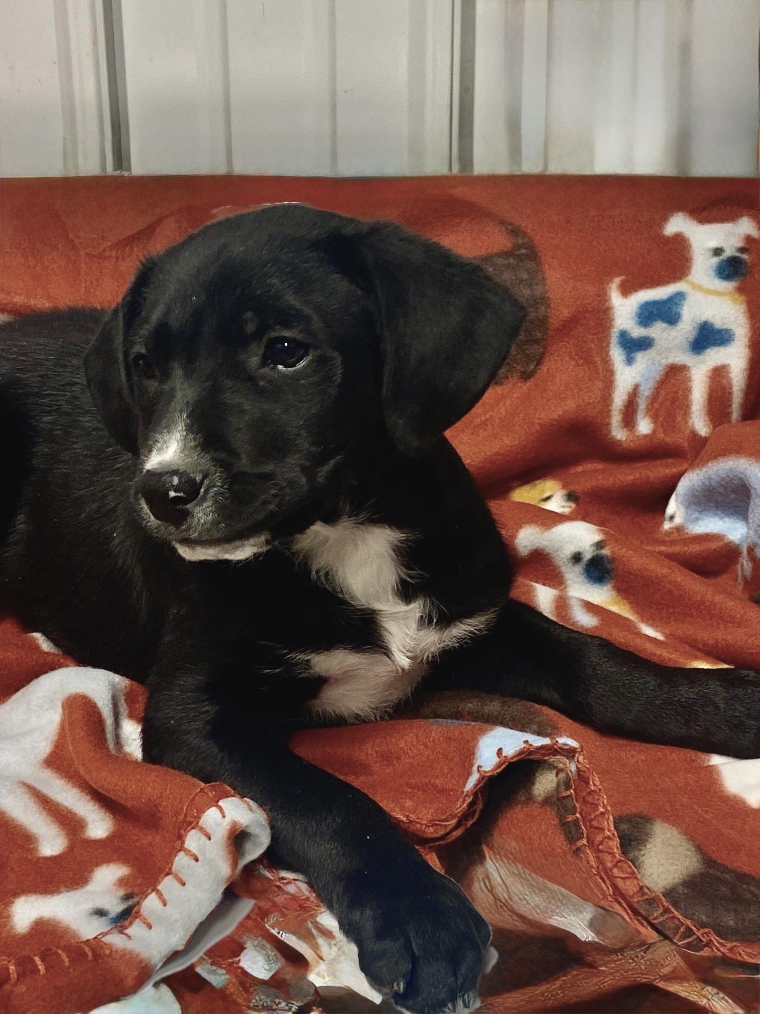 Enlarge Rufus, a Adoptable mixed breed in Stormville, NY image 1/4