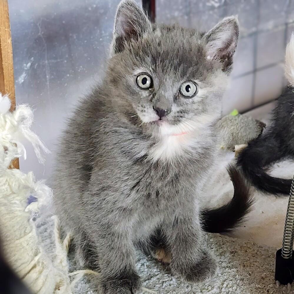 Meg, a Adoptable Domestic Short Hair in Albuquerque, NM image 2/2