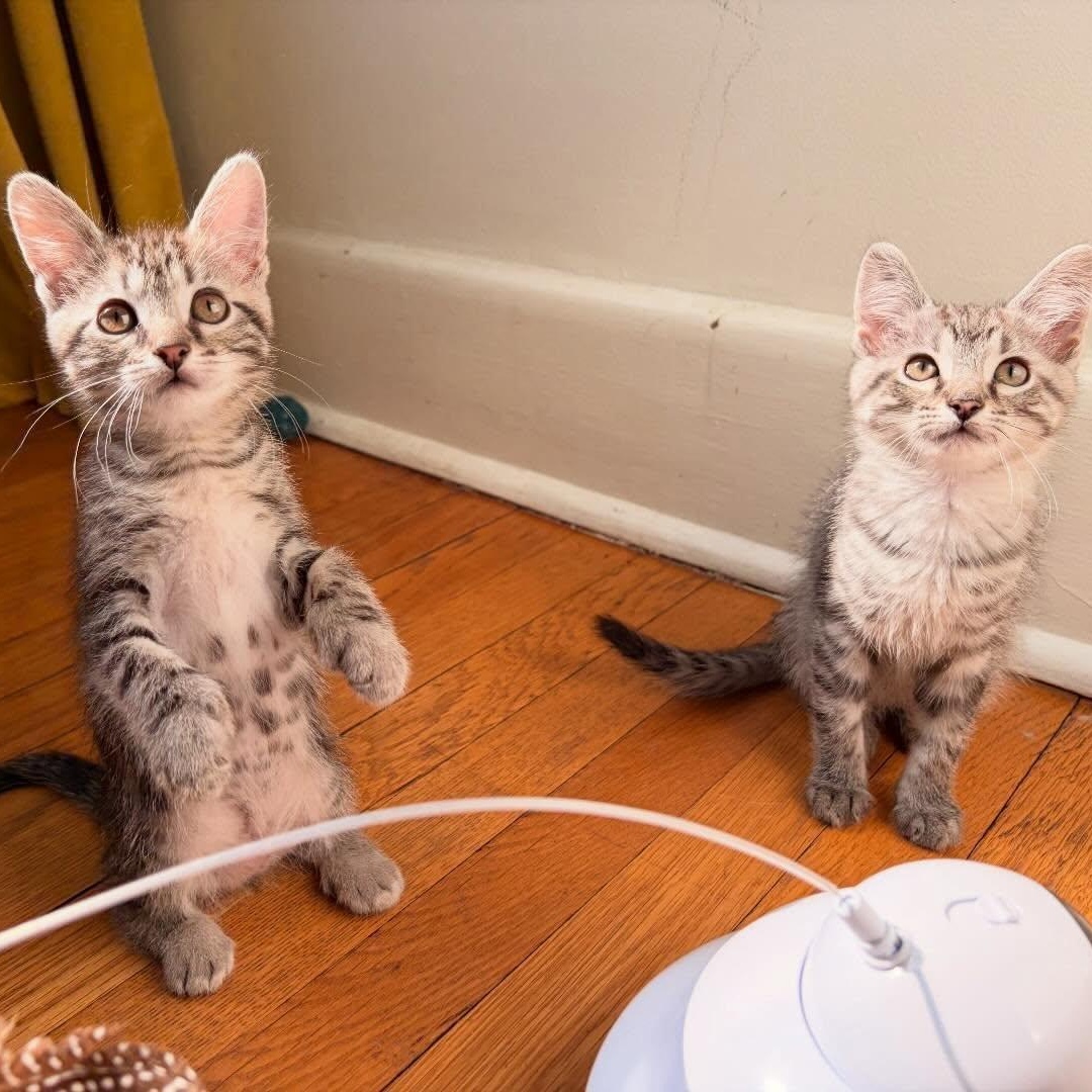 Enlarge Alvin (bonded with Winnie), a ADOPTABLE Domestic Short Hair in Chicago, IL image 2/4