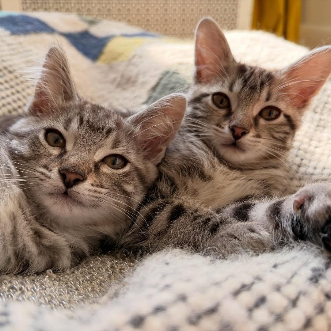 Enlarge Alvin (bonded with Winnie), a ADOPTABLE Domestic Short Hair in Chicago, IL image 1/4