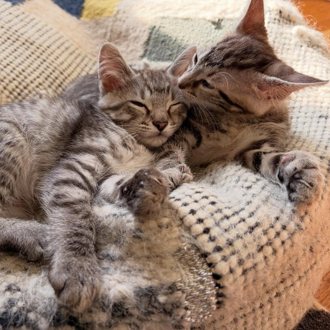 Enlarge Alvin (bonded with Winnie), a ADOPTABLE Domestic Short Hair in Chicago, IL image 4/4