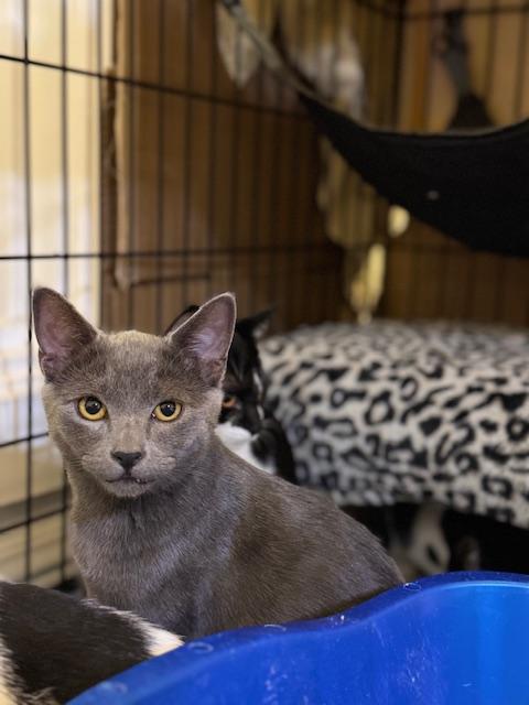Jarvis, a Adoptable Chartreux in South San Francisco, CA image 1/5