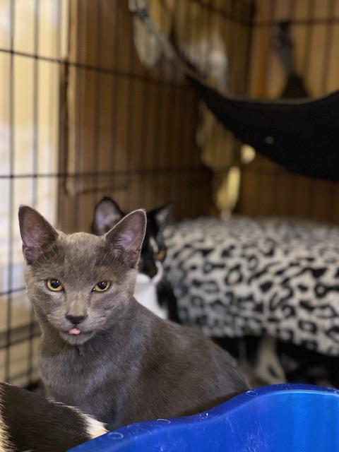 Jarvis, an adoptable Chartreux in South San Francisco, CA, 94080 | Photo Image 2