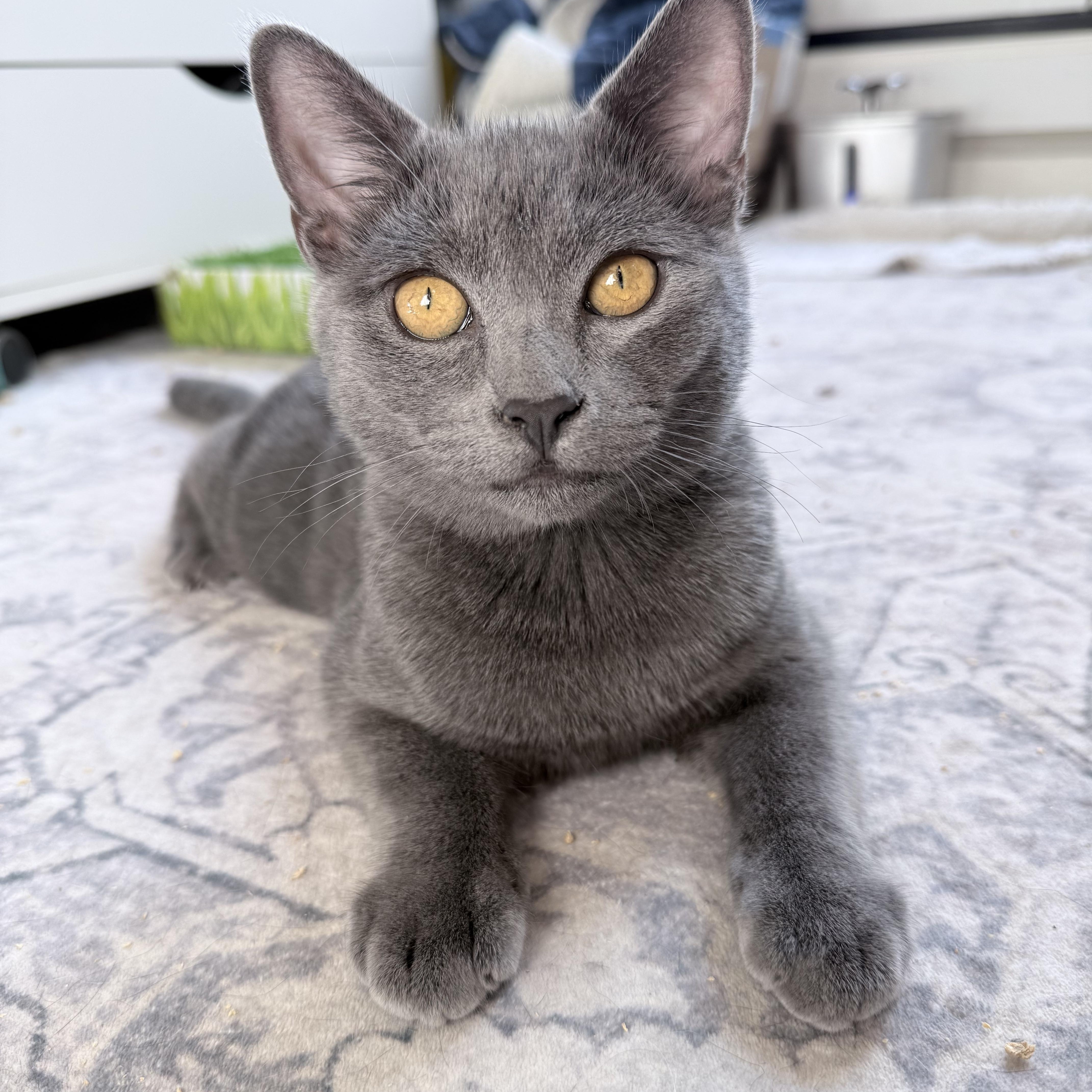Jarvis, a Adoptable Chartreux in South San Francisco, CA image 3/5
