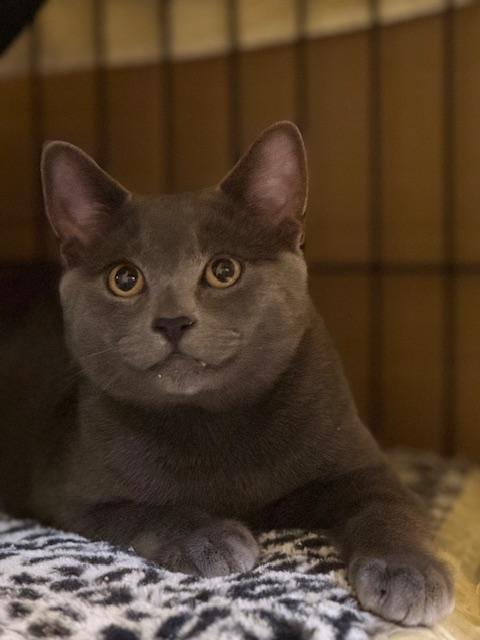 Jarvis, an adoptable Chartreux in South San Francisco, CA, 94080 | Photo Image 4