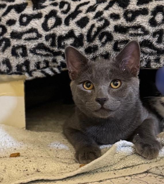 Jarvis, a Adoptable Chartreux in South San Francisco, CA image 5/5