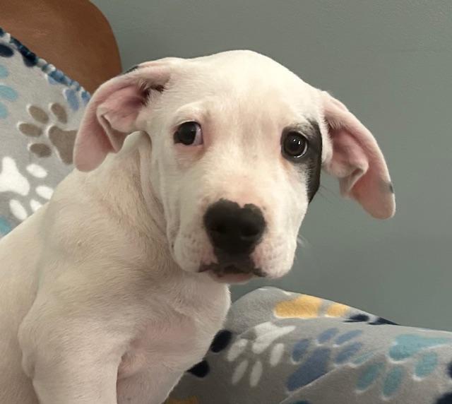 Spot Glow — thumbnail 2