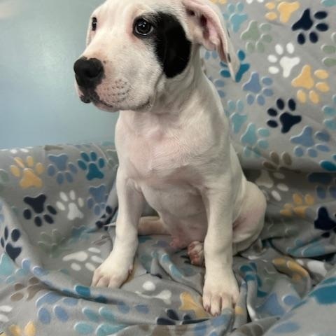 Spot Glow — thumbnail 3