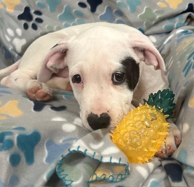 Spot Glow — thumbnail 4