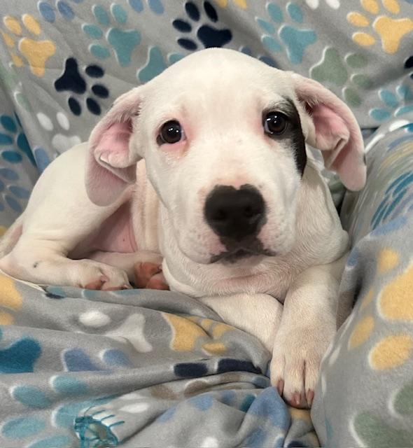 Spot Glow — thumbnail 5