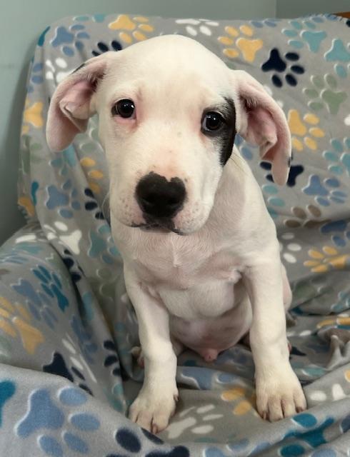 Spot Glow — thumbnail 6