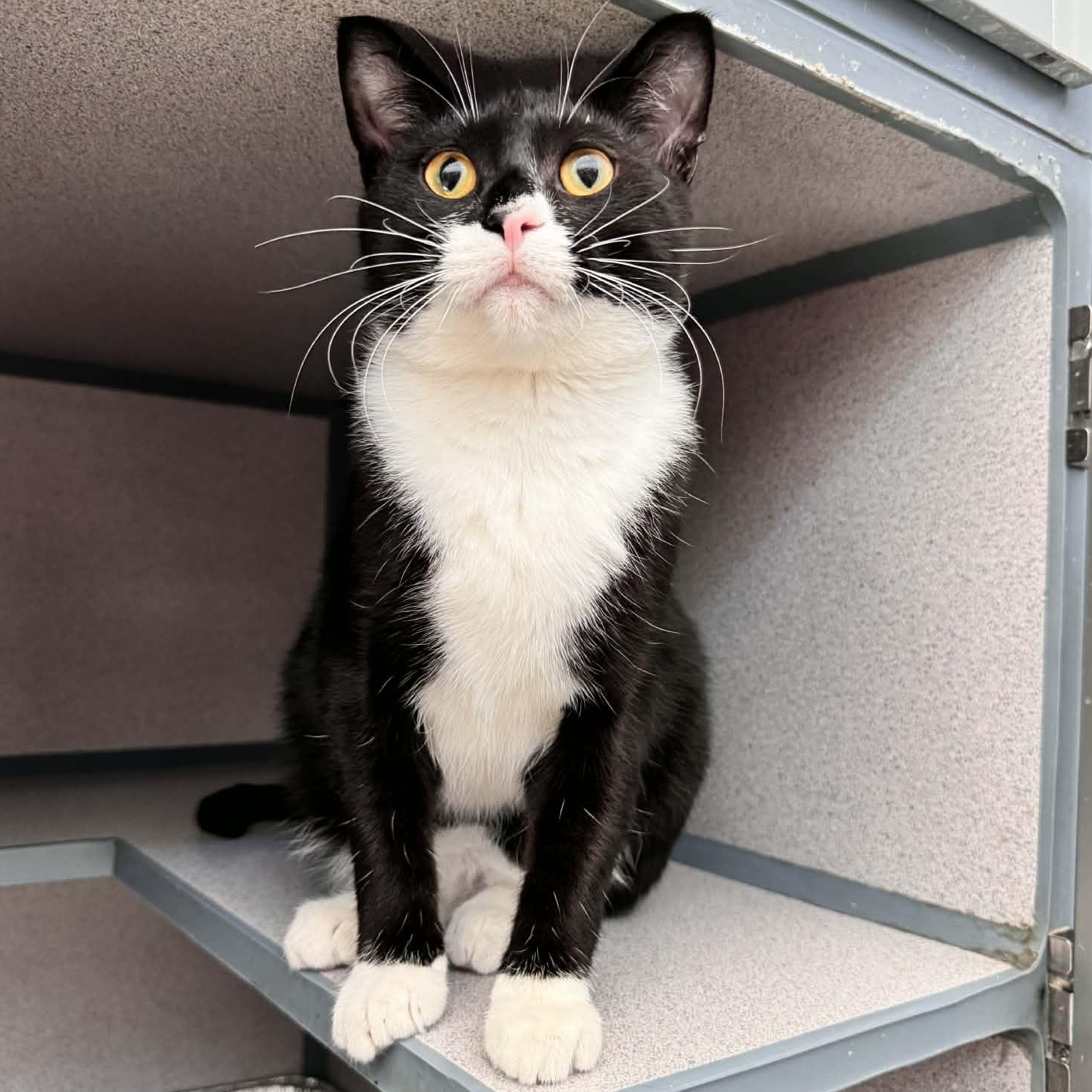 Zeke, adopted, Adult Male Domestic Short Hair.