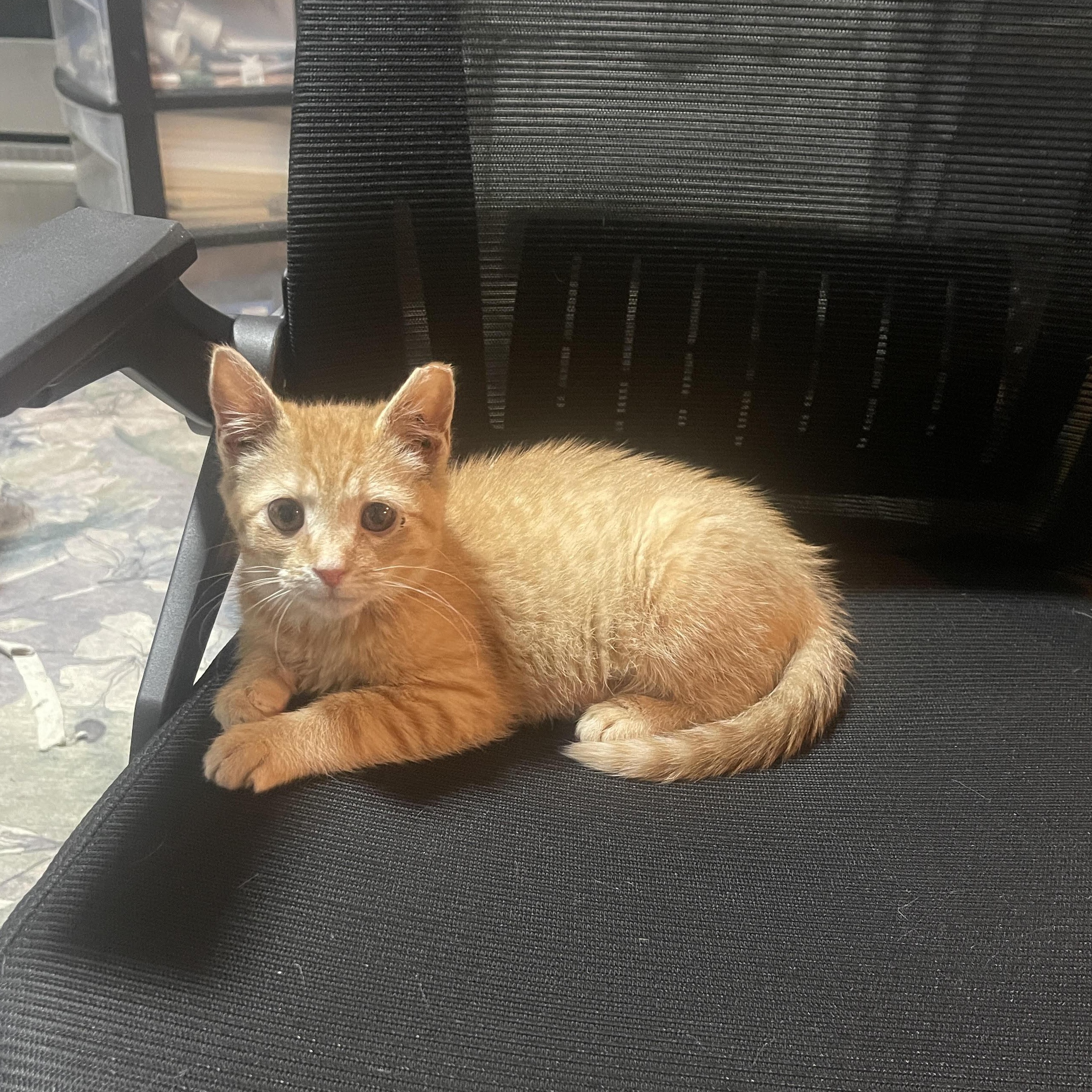 Enlarge Ginger, a Adoptable Domestic Short Hair in Bainbridge, PA image 1/1