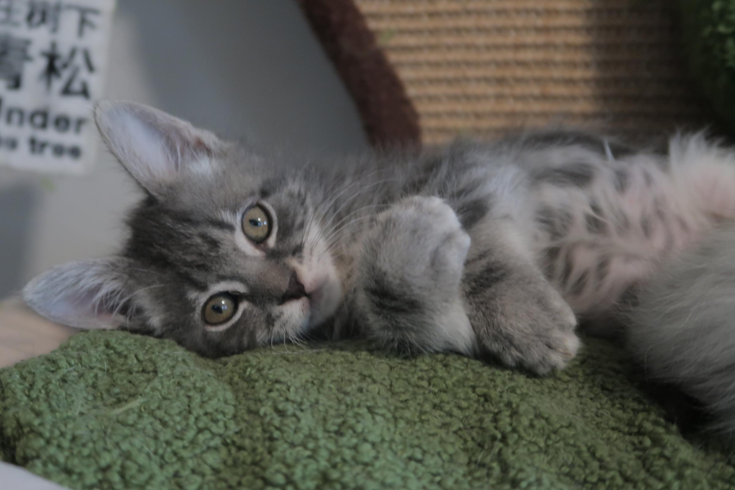 Mochi, an adopted Domestic Short Hair in Davis, CA image 2/3