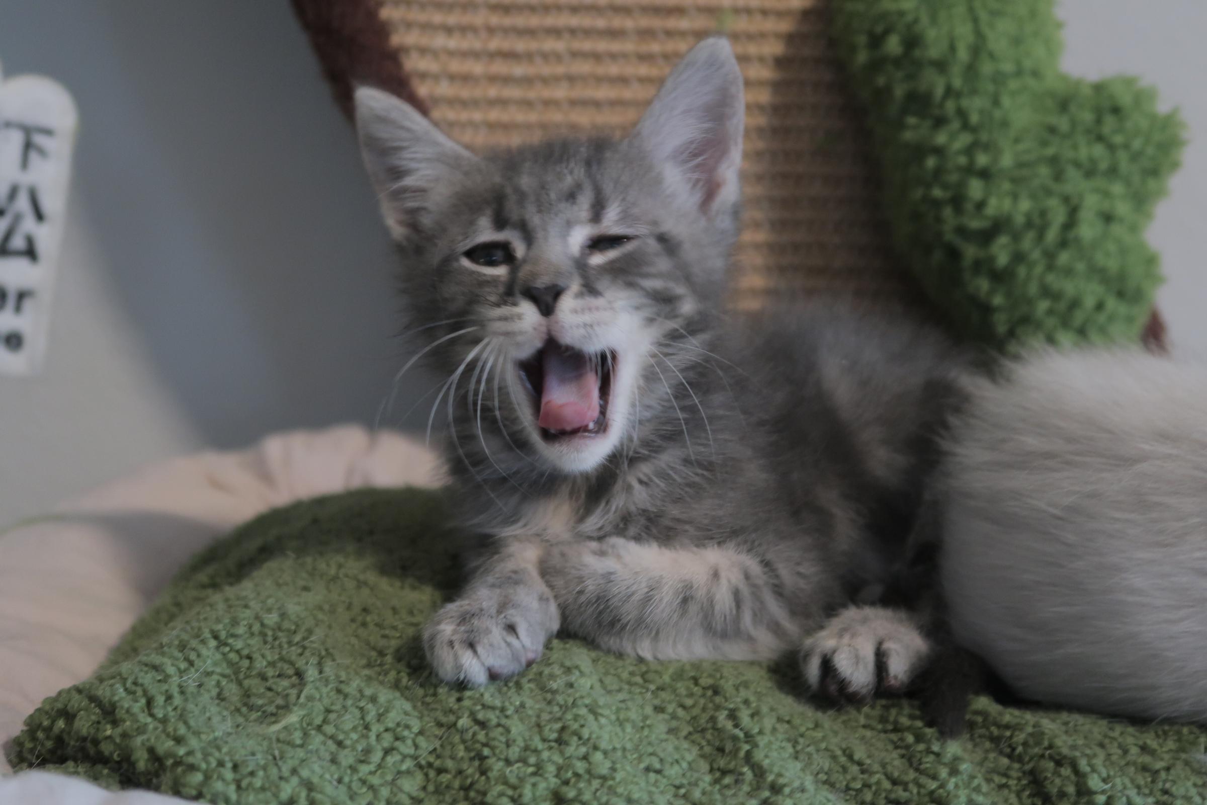 Mochi, an adopted Domestic Short Hair in Davis, CA image 3/3