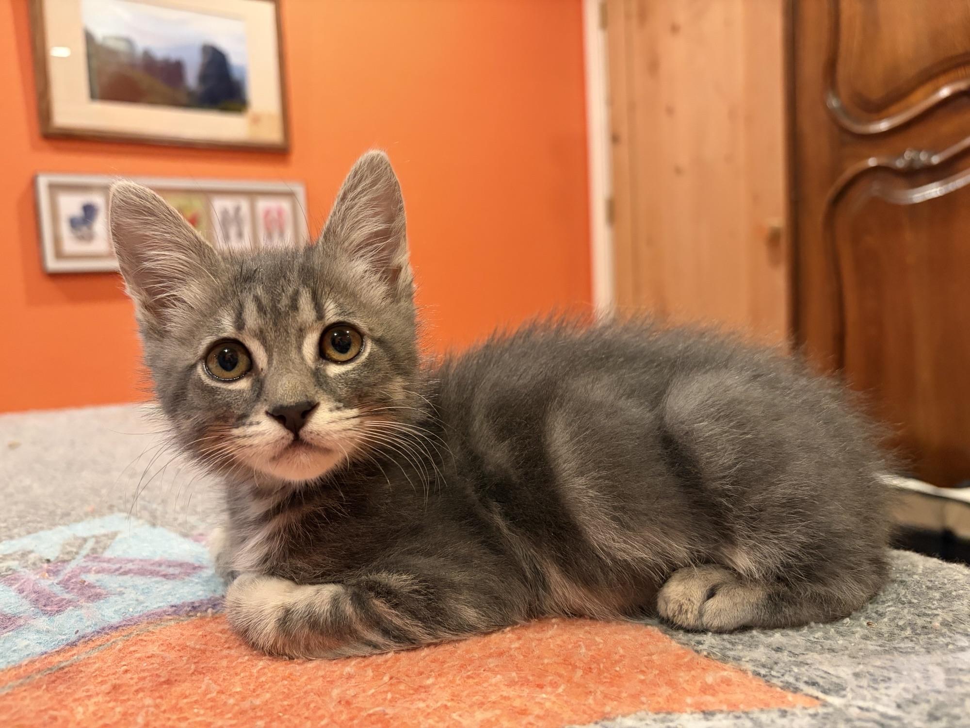 Mochi, an adopted Domestic Short Hair in Davis, CA image 1/3