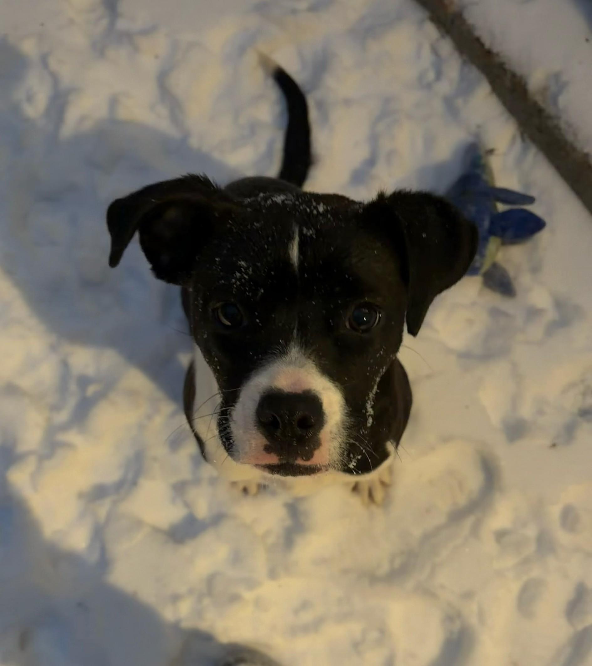 Enlarge Marie, a Adoptable Mixed Breed in Ashland, VA image 3/6