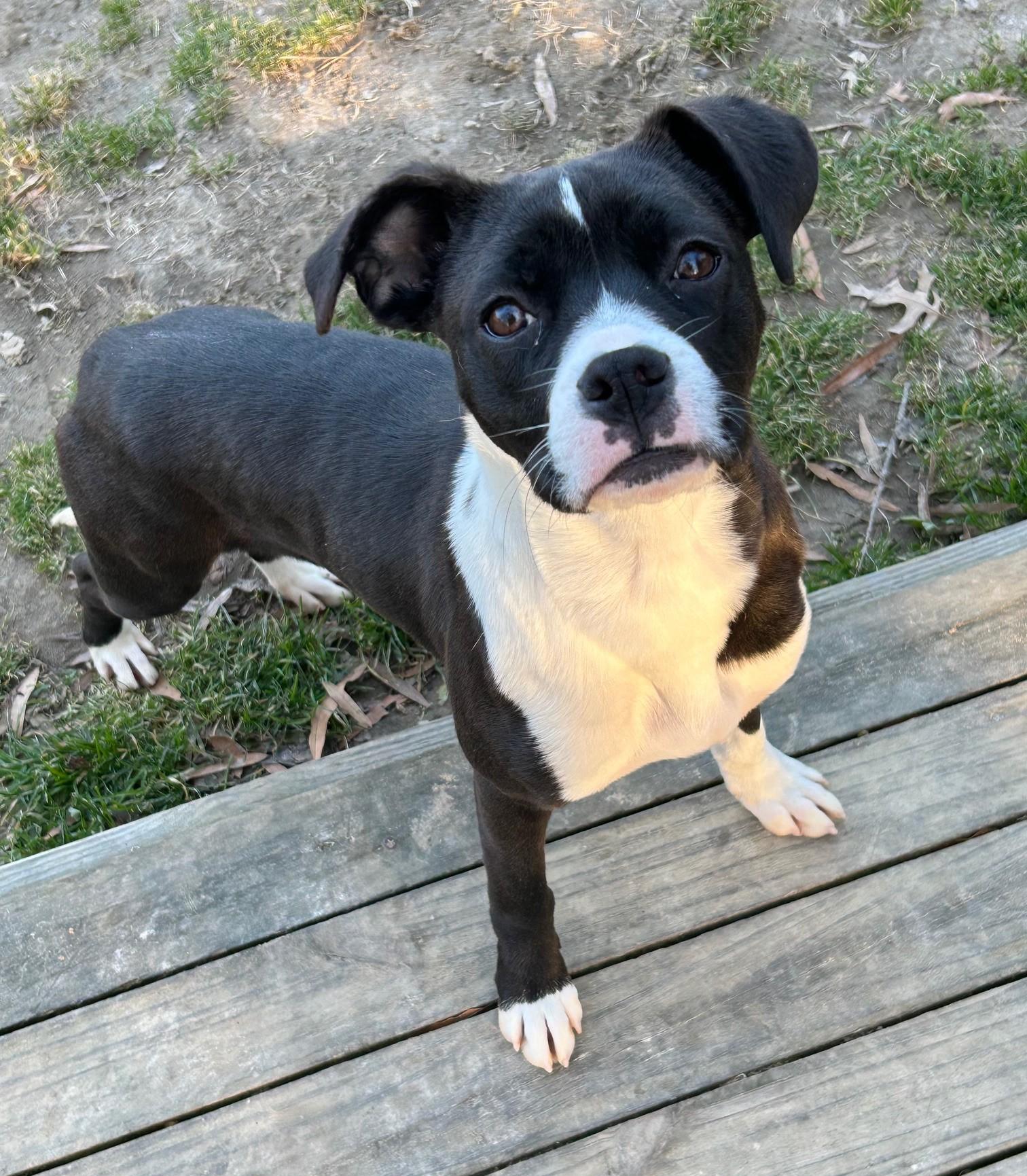 Marie, Adoptable, Young Female Mixed Breed.