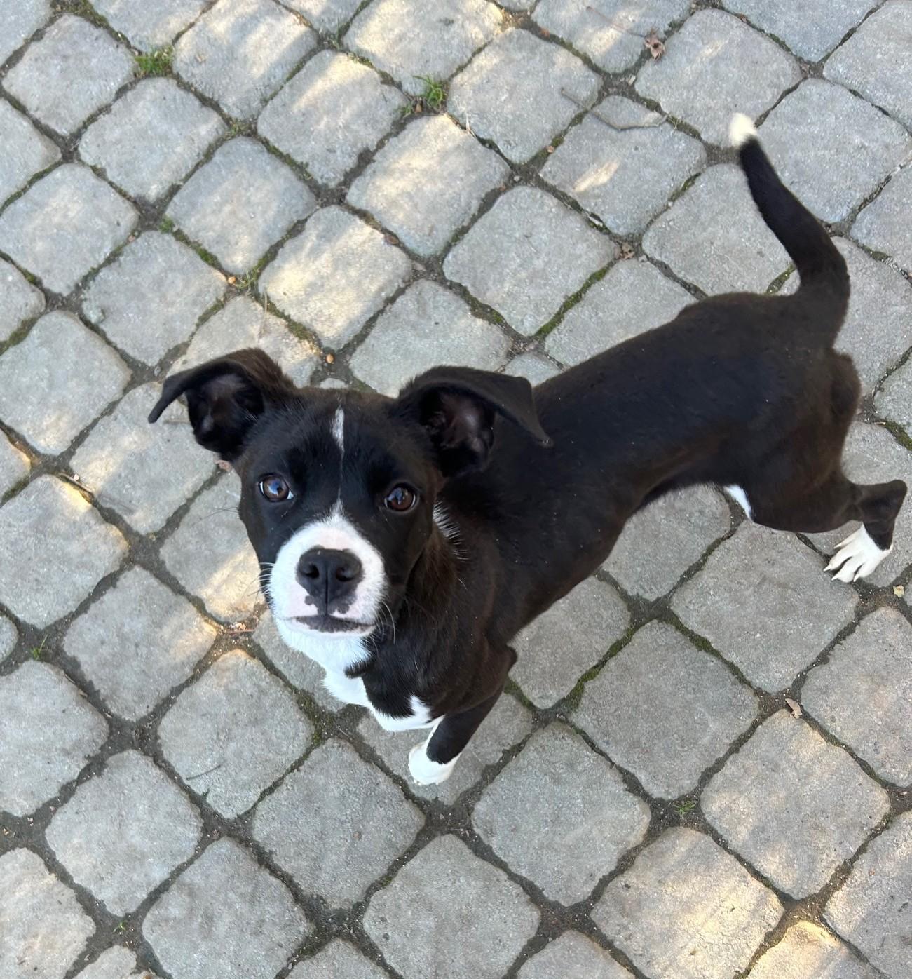 Enlarge Marie, a Adoptable Mixed Breed in Ashland, VA image 2/6