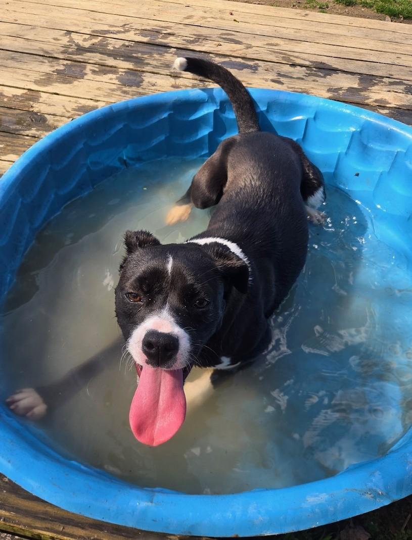 Enlarge Marie, a Adoptable Mixed Breed in Ashland, VA image 6/6